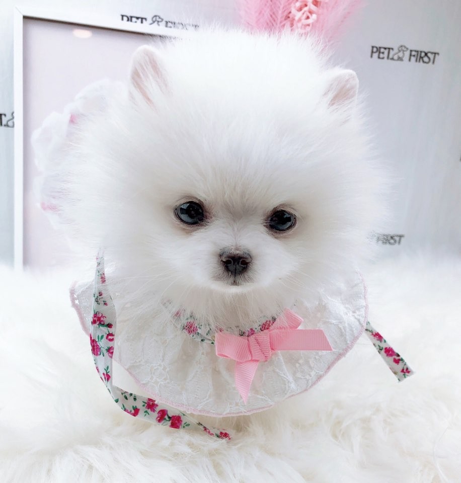 포메라니안
