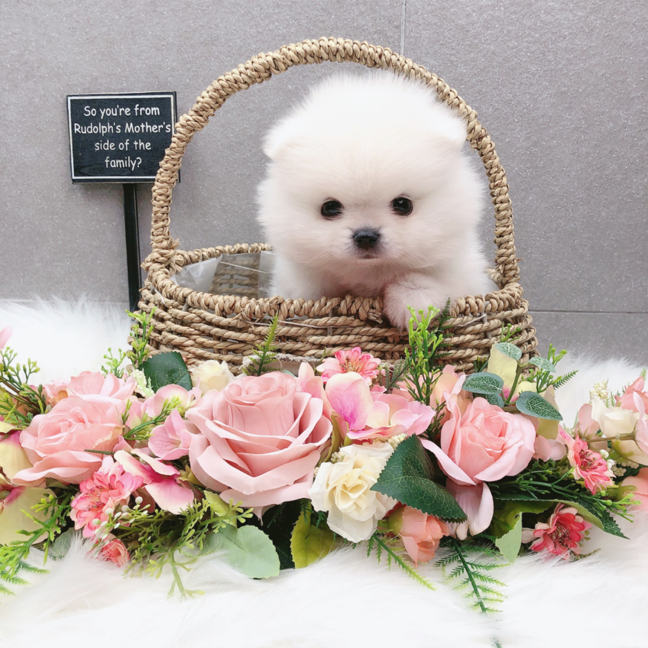 포메라니안