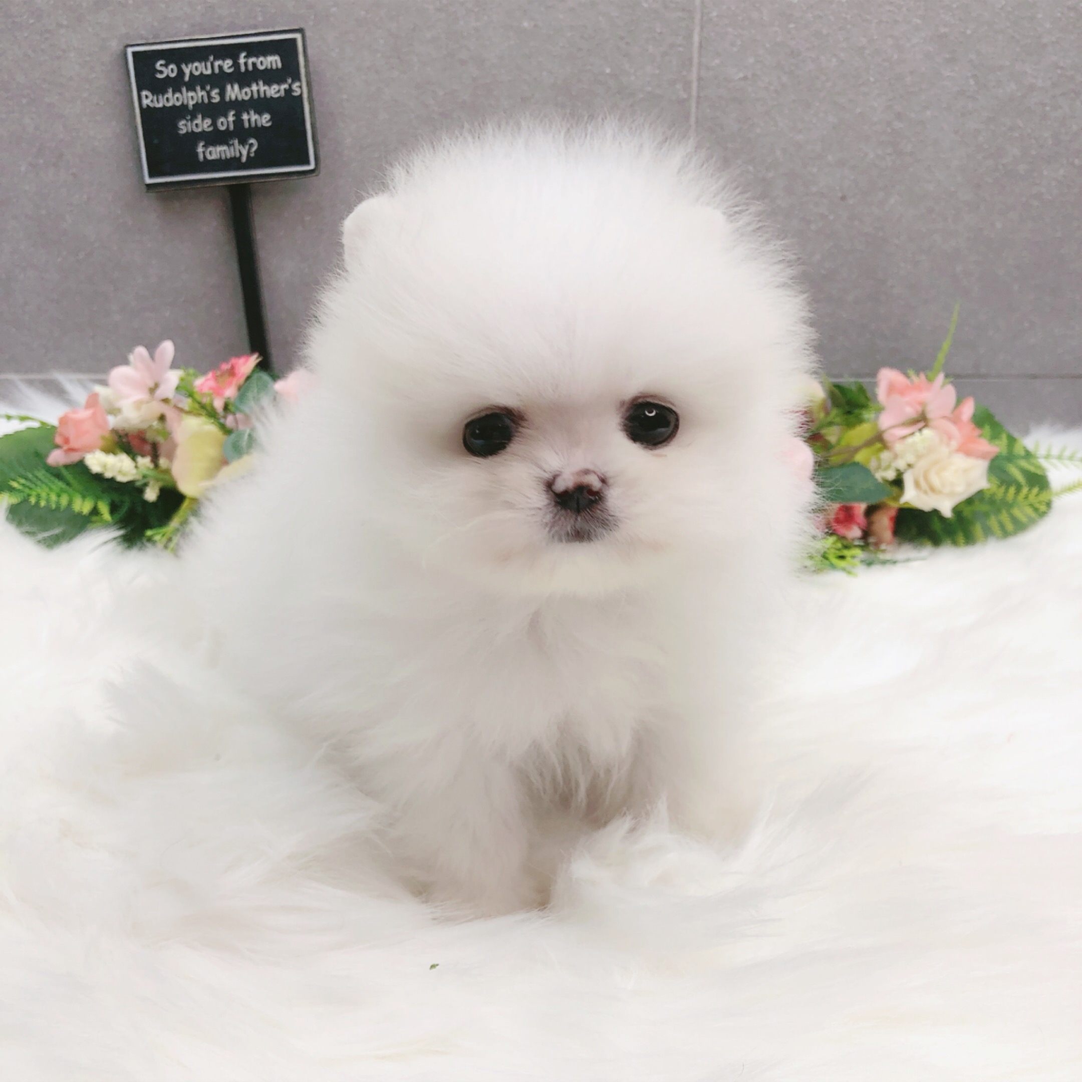 포메라니안