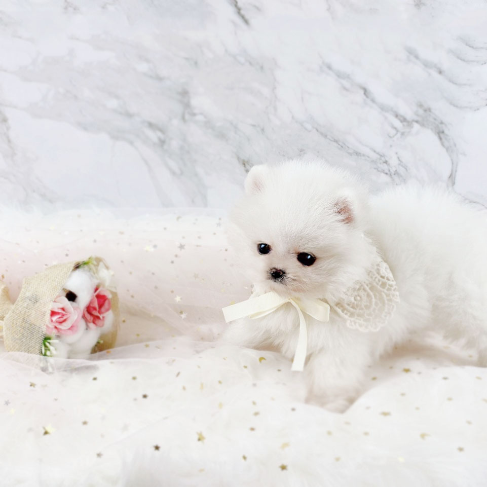 포메라니안