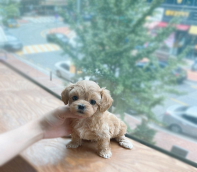 말티푸