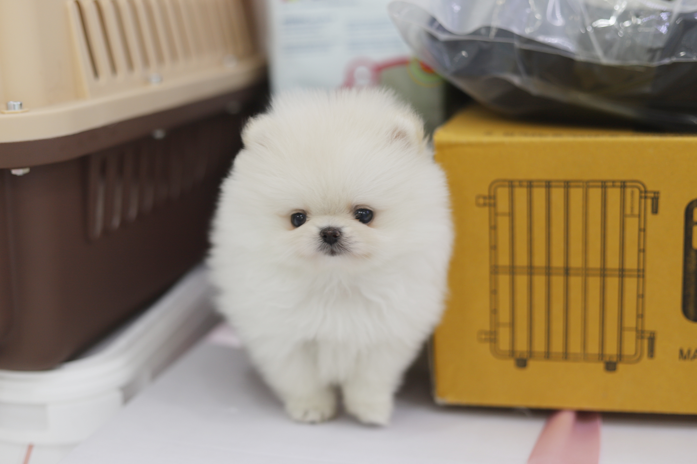 포메라니안