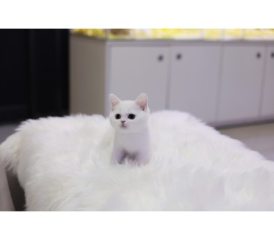 브리티쉬숏헤어