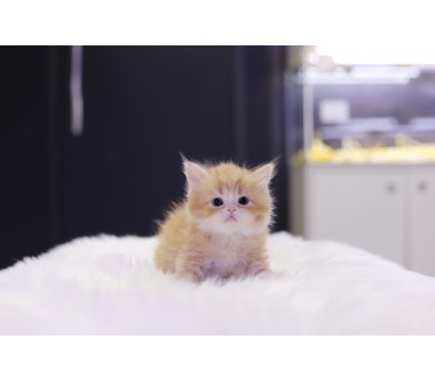 브리티쉬롱헤어
