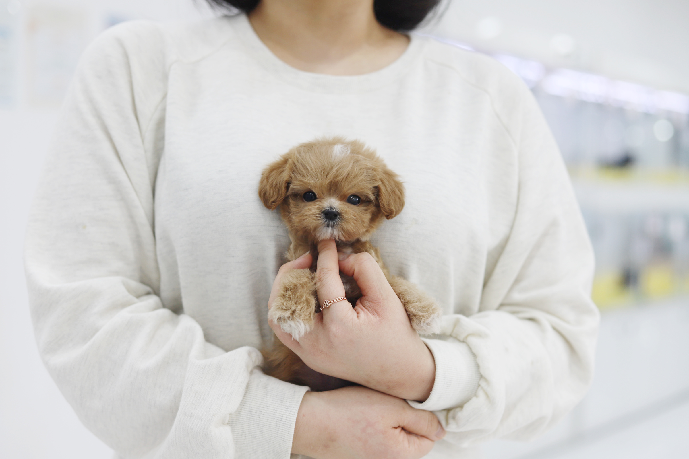 말티푸