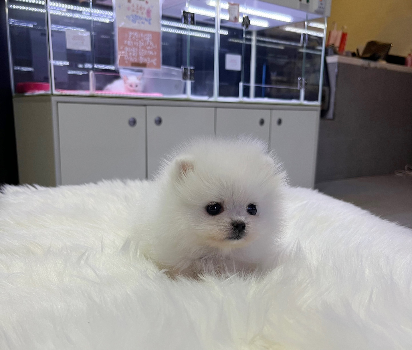 포메라니안