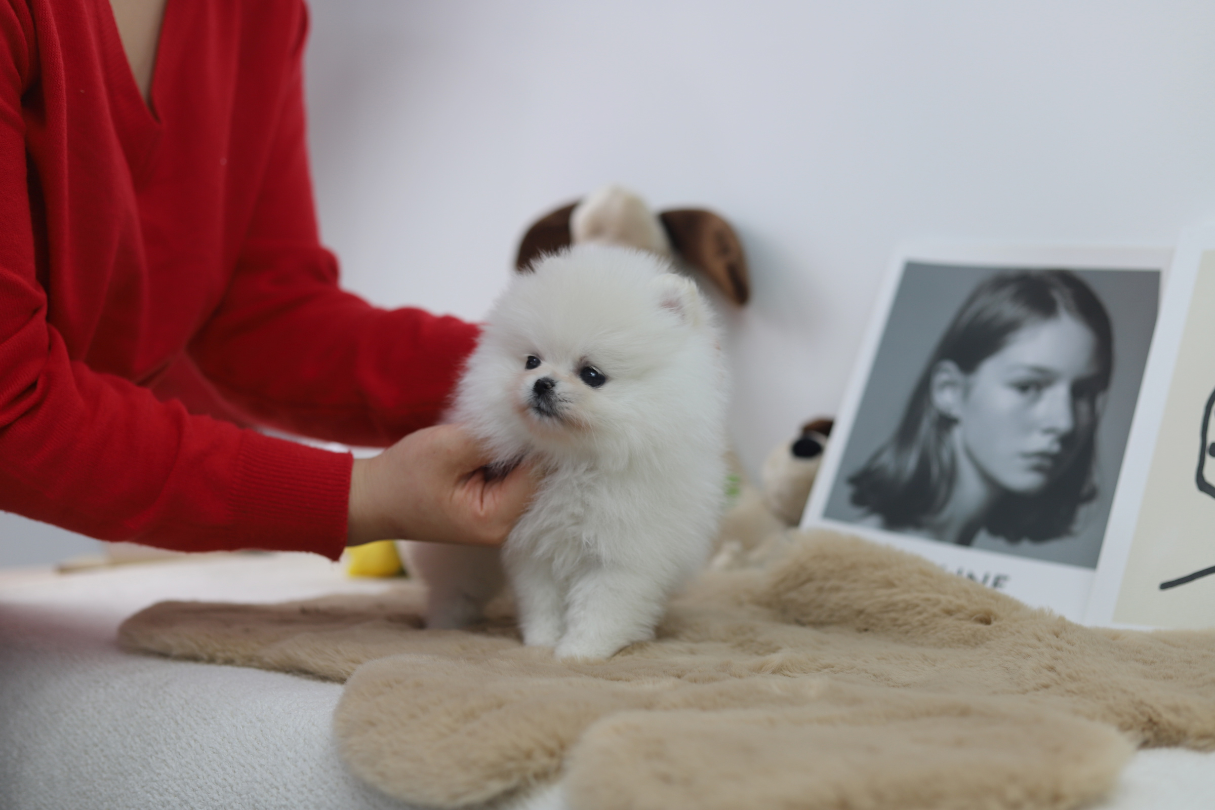 포메라니안