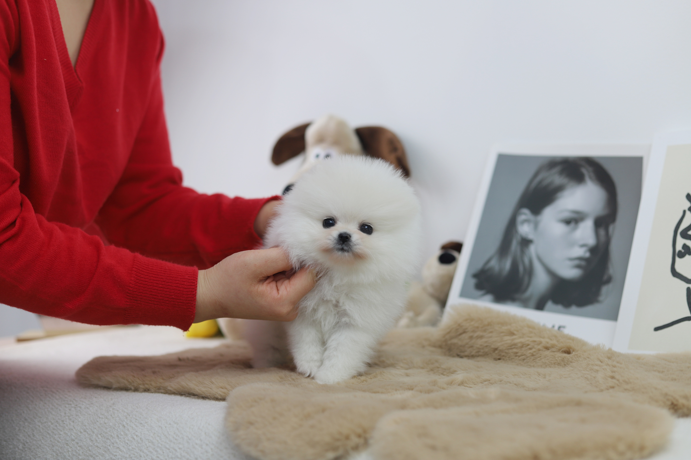 포메라니안