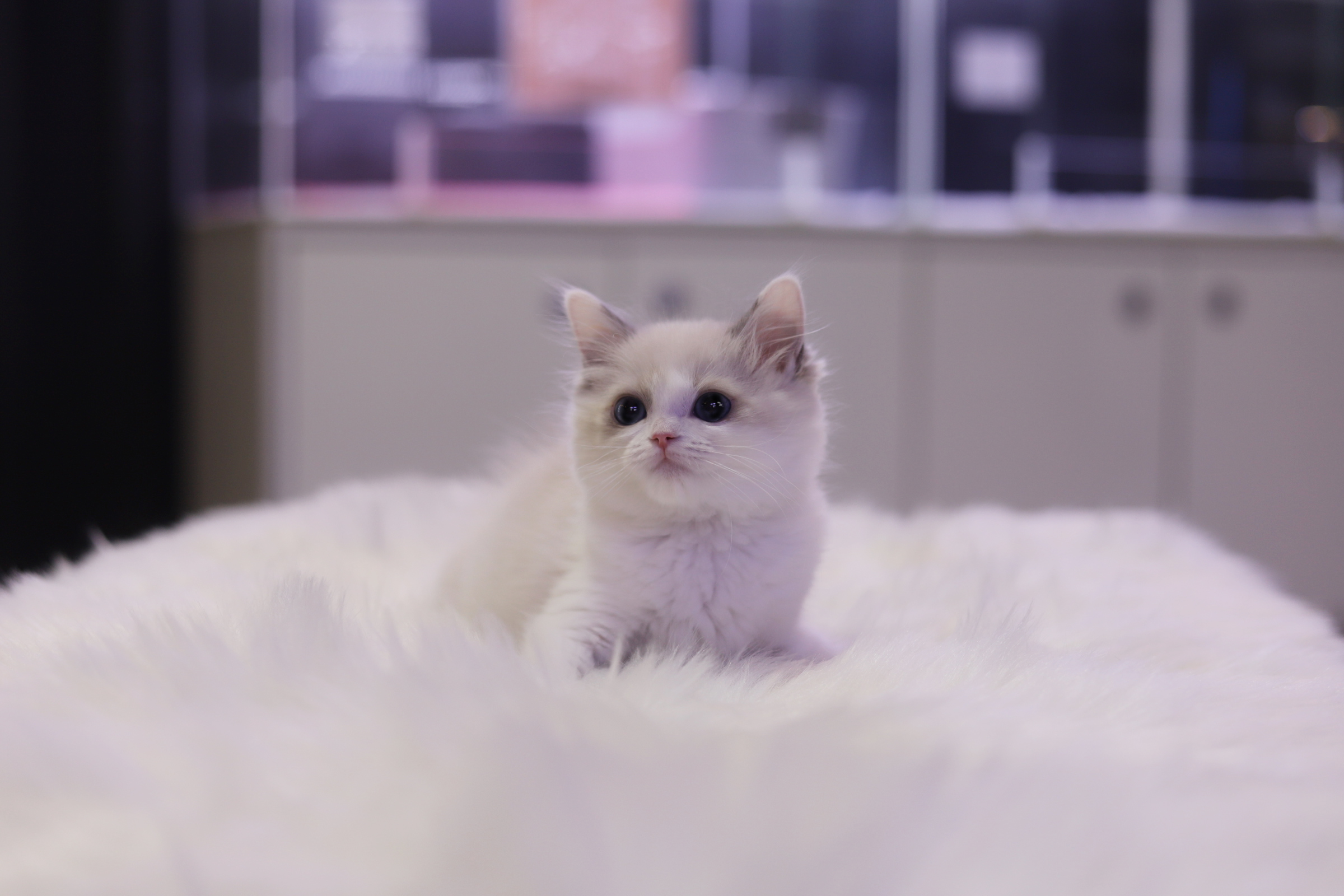 렉돌