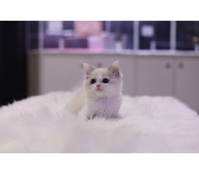 렉돌