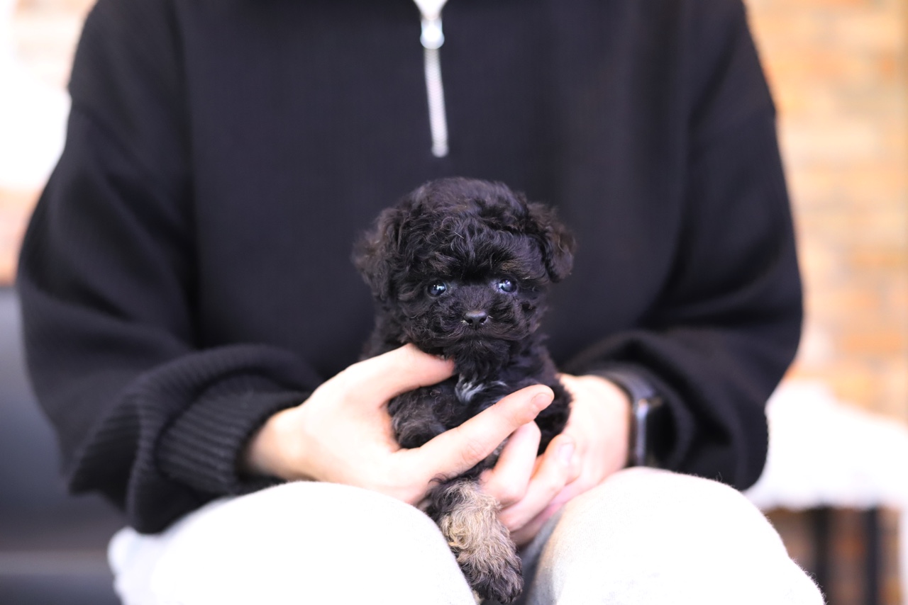 토이푸들