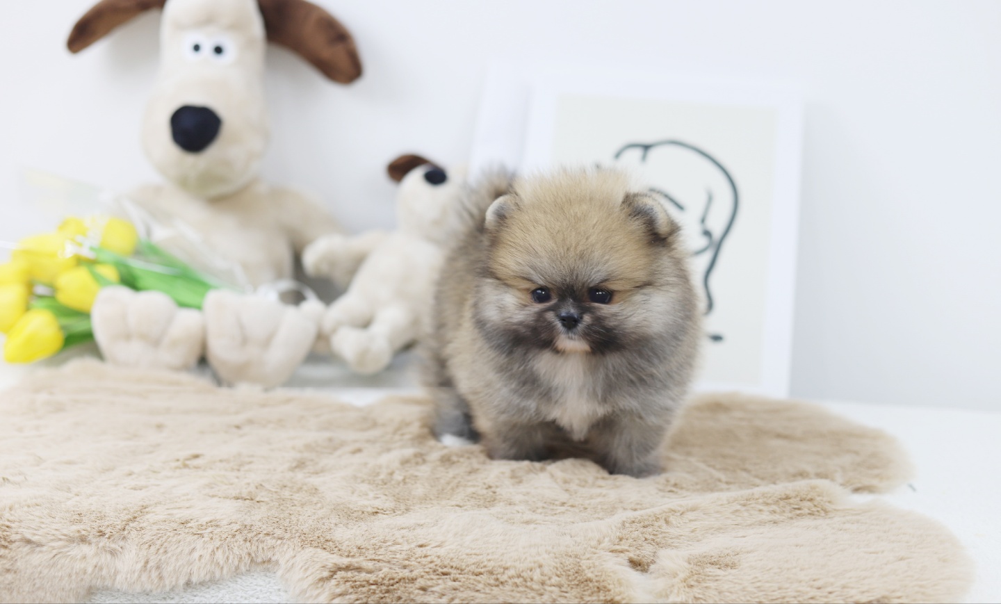 포메라니안