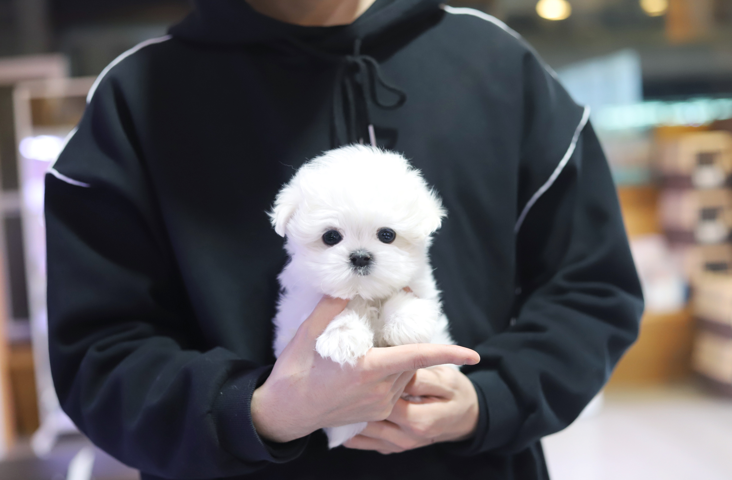 말티즈