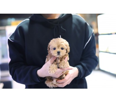 말티푸