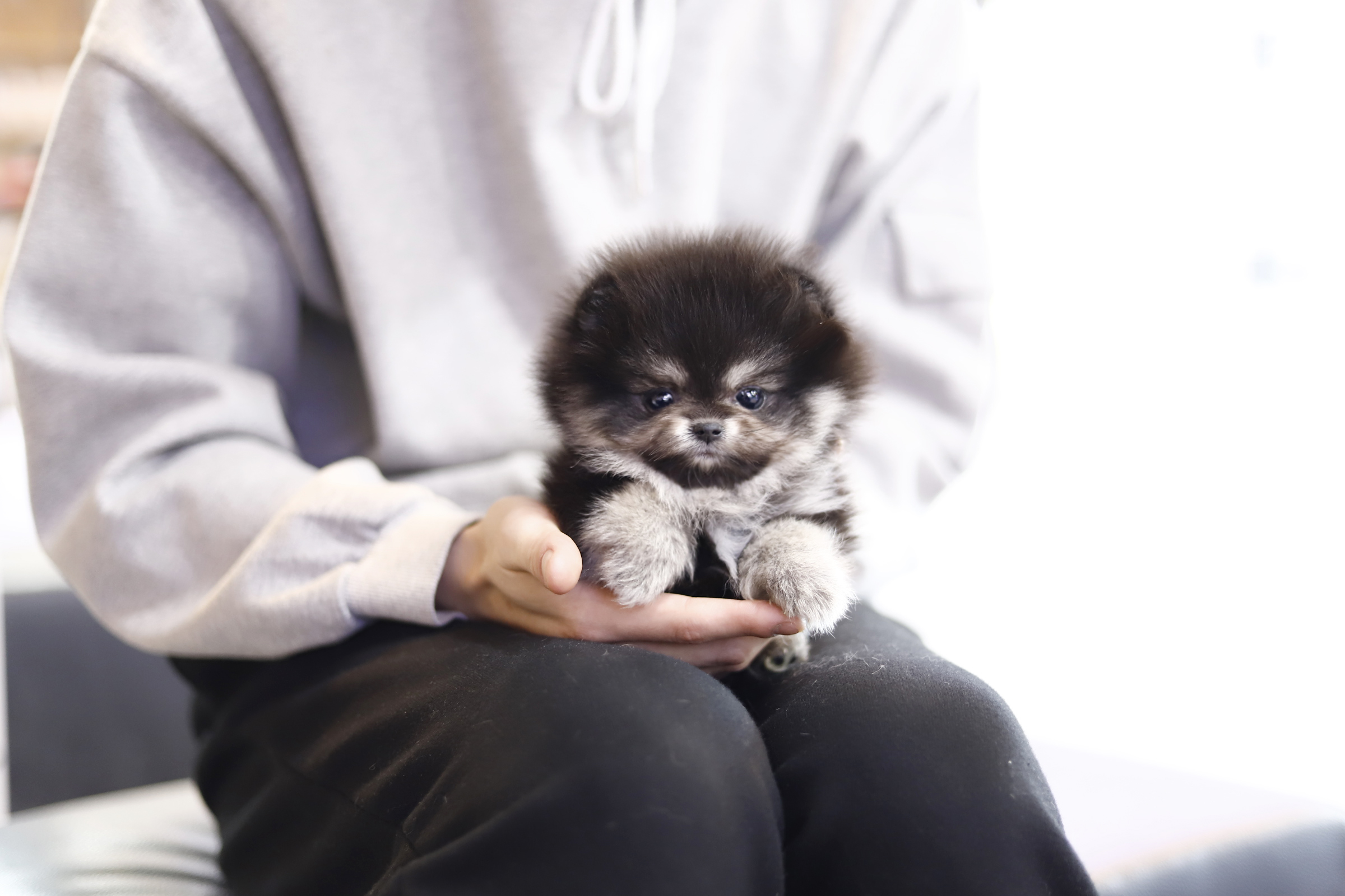 포메라니안
