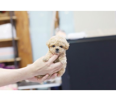 토이푸들