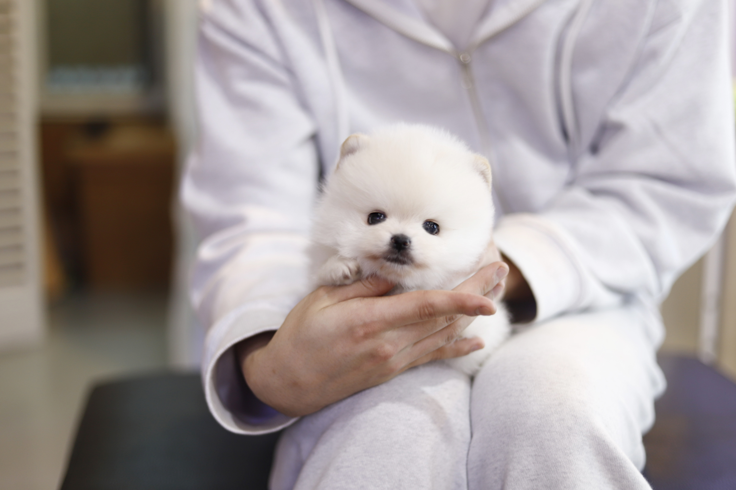 포메라니안