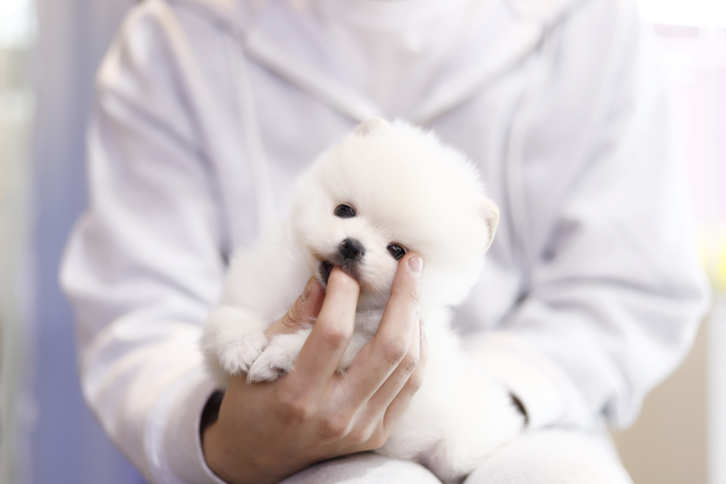 포메라니안