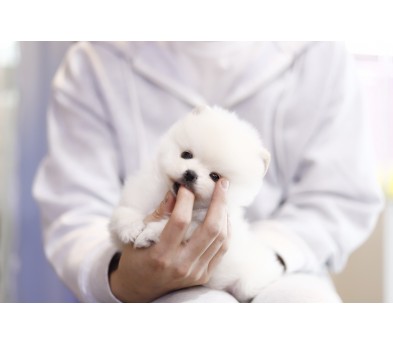 포메라니안