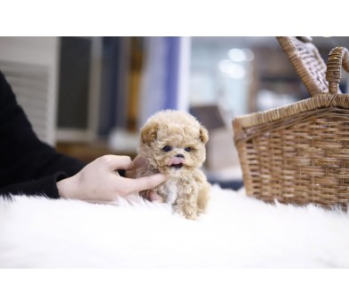토이푸들