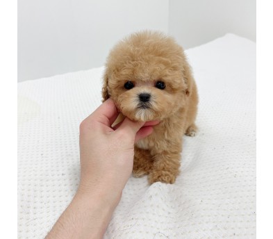 토이푸들