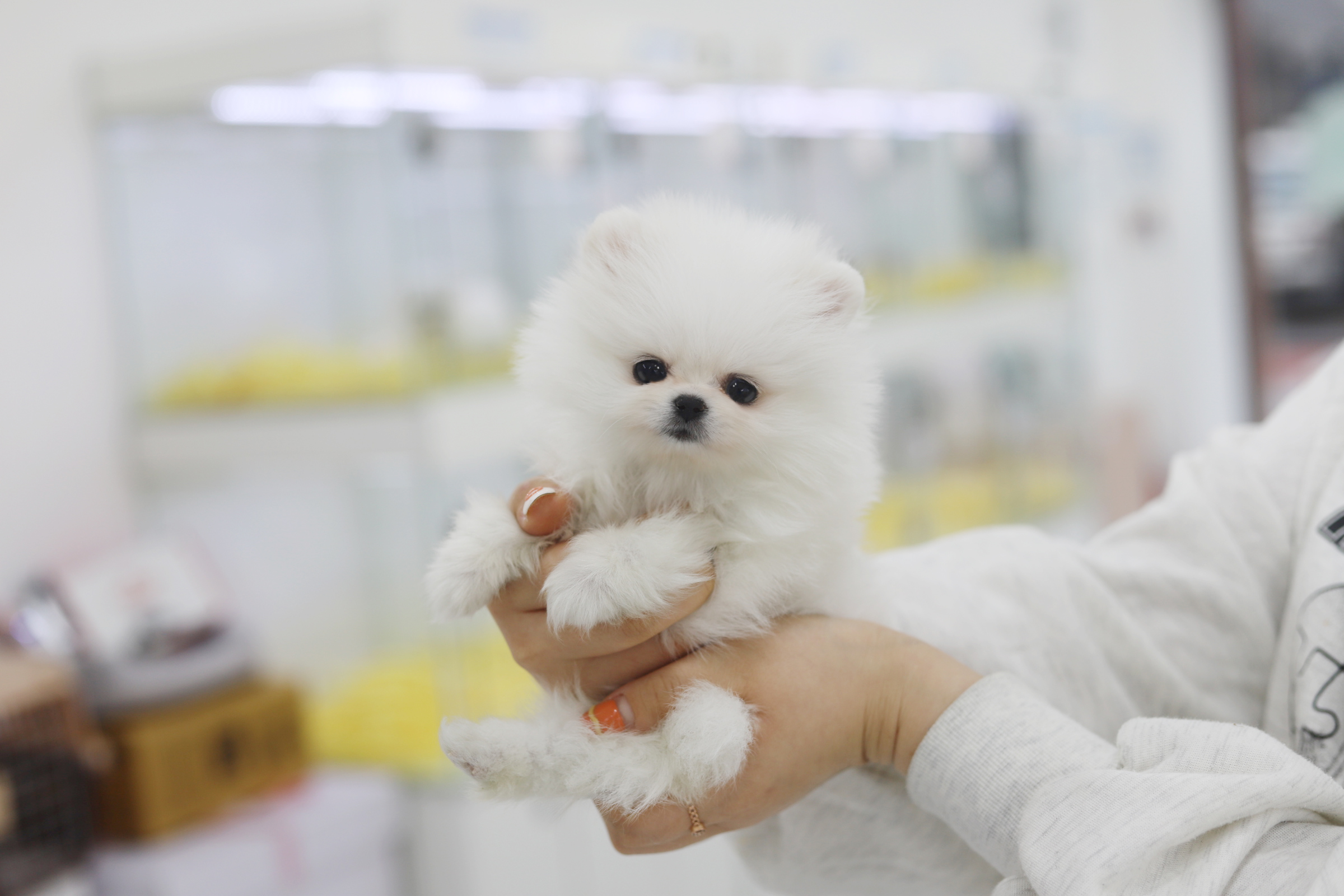 포메라니안