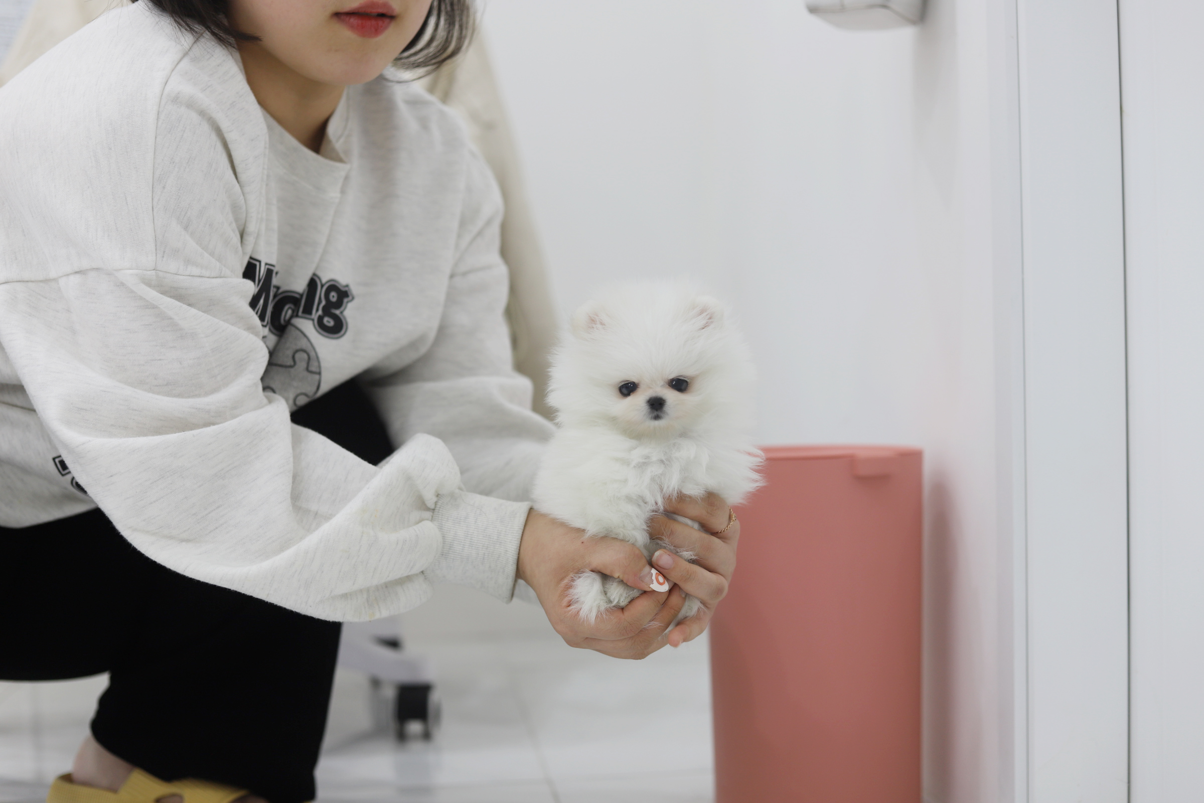 포메라니안