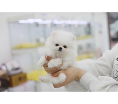 포메라니안