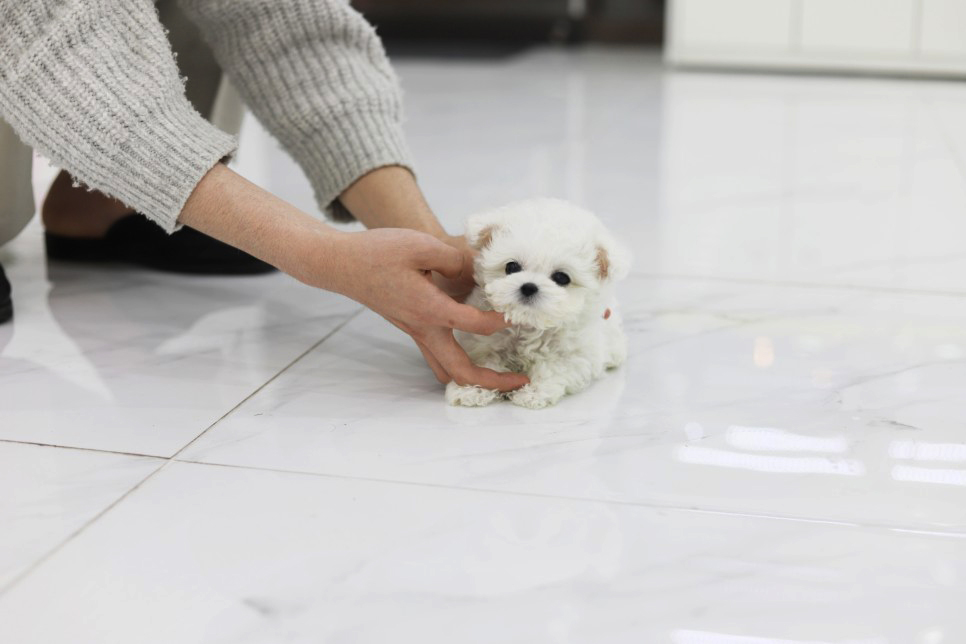 미니비숑프리제