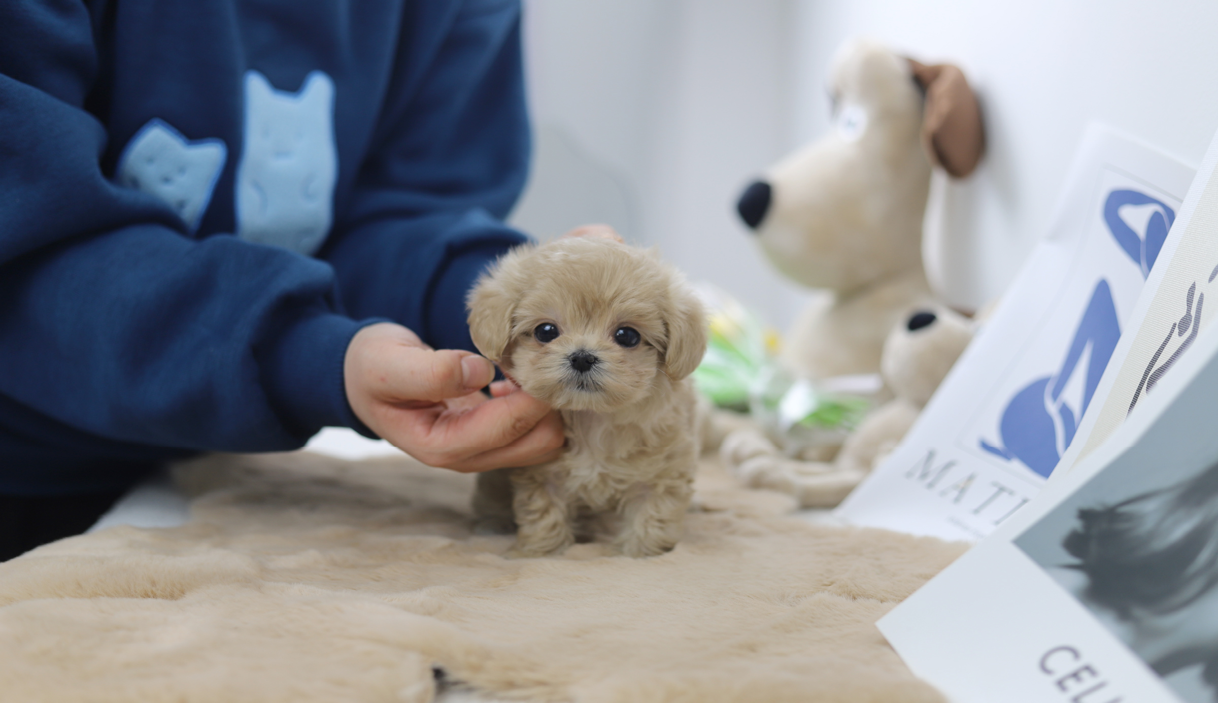 말티푸