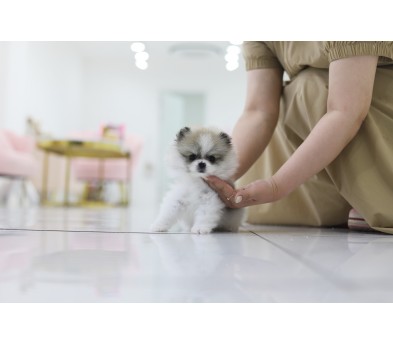 포메라니안