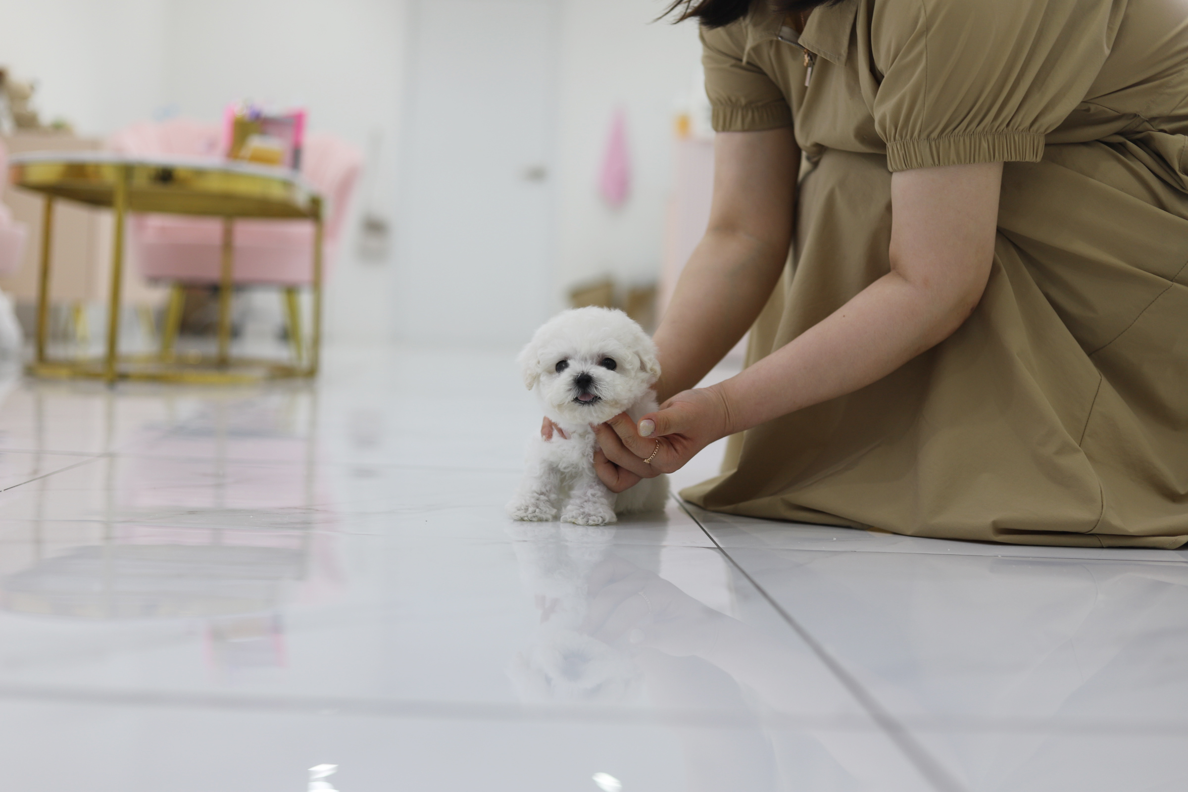미니비숑프리제