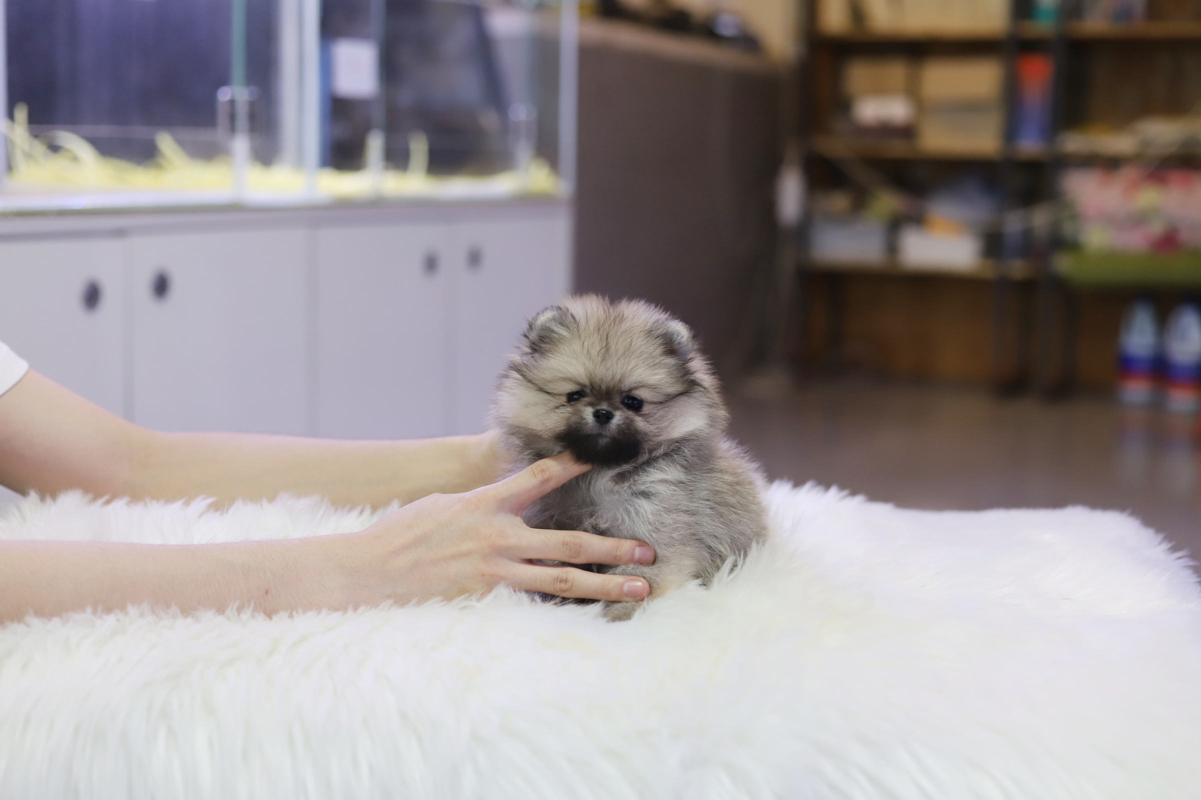 포메라니안