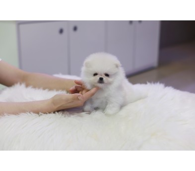 포메라니안