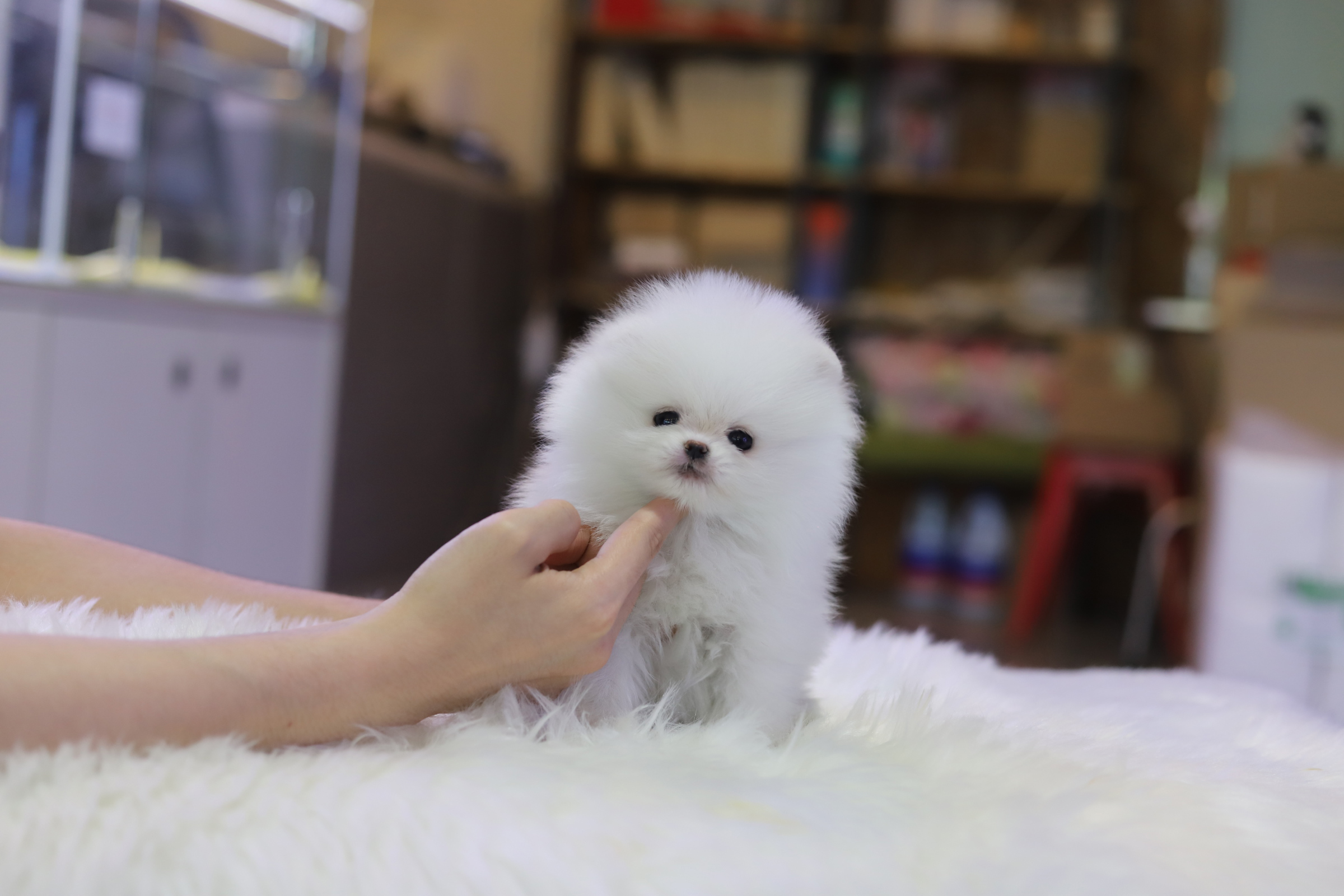 포메라니안