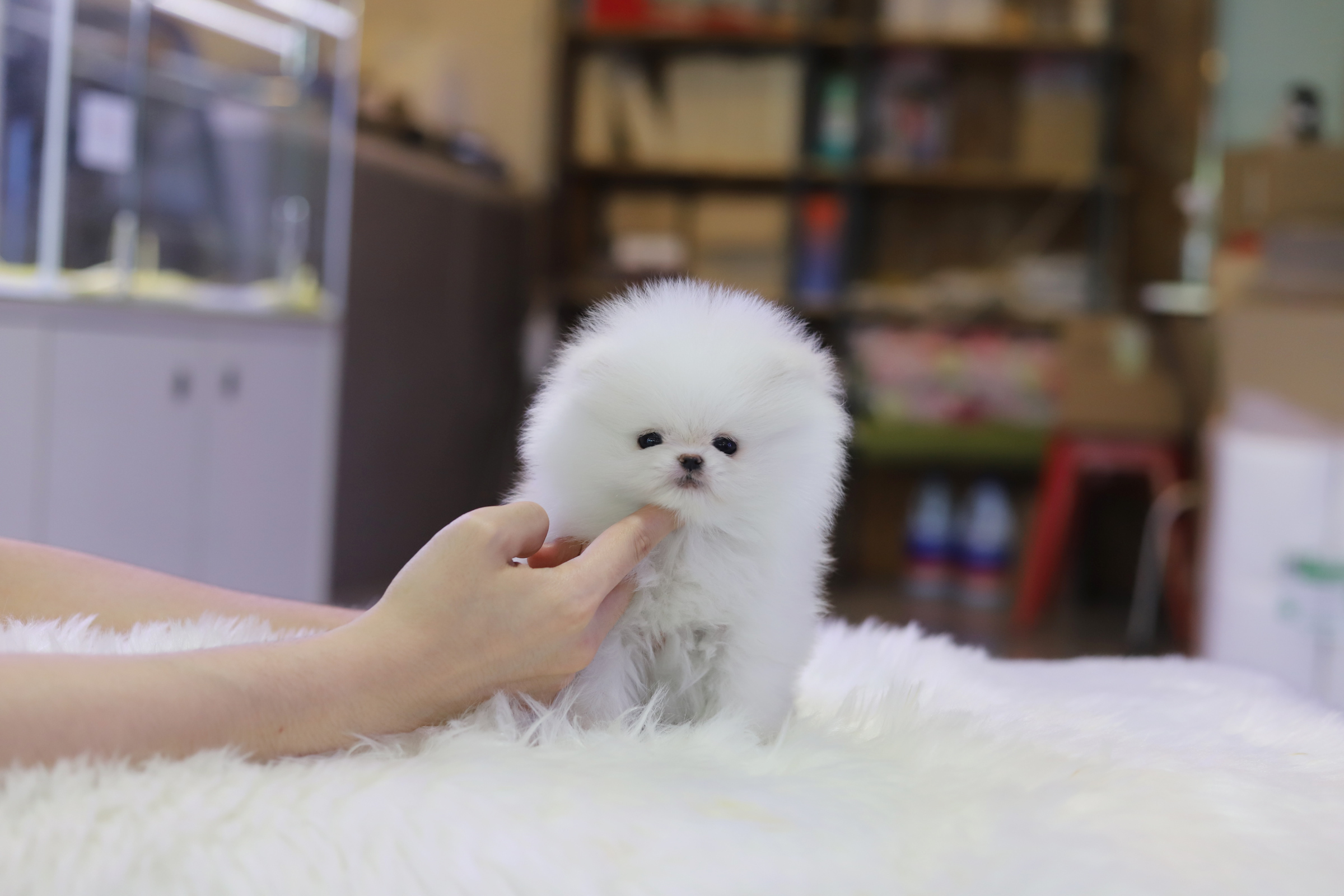 포메라니안
