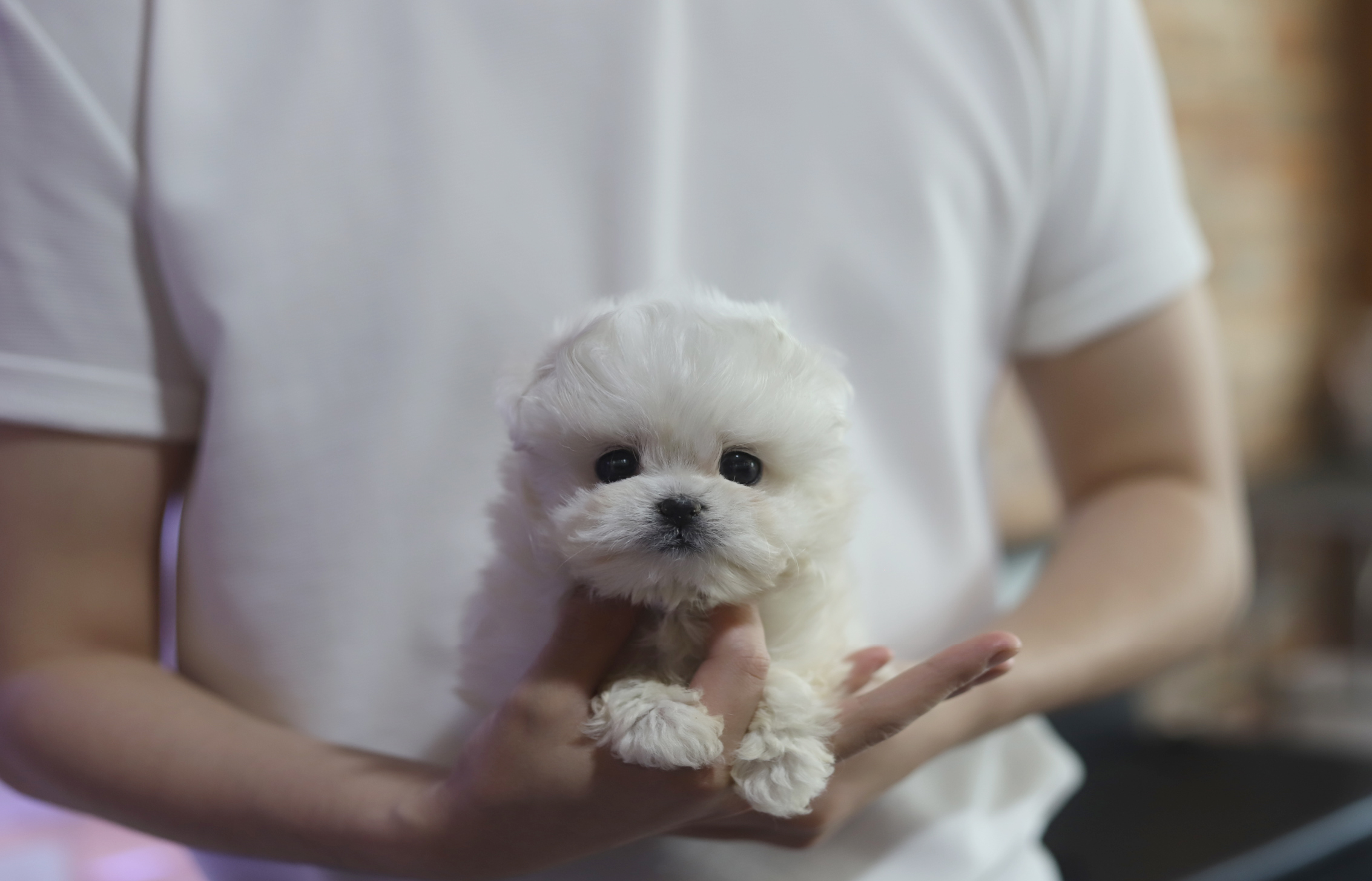 말티푸