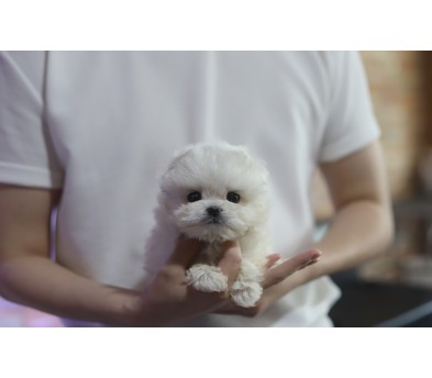 말티푸
