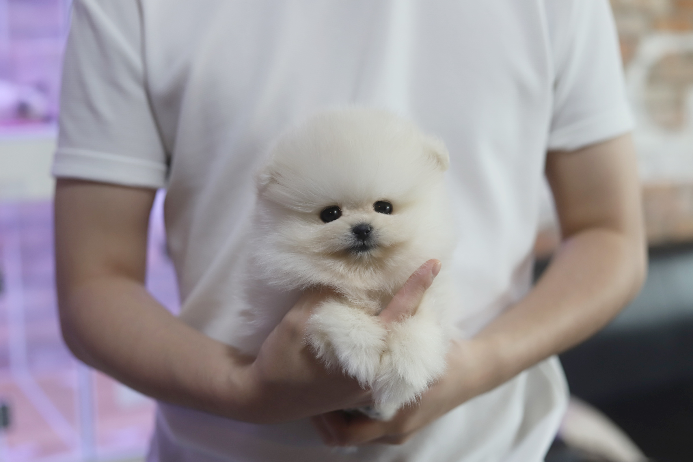포메라니안