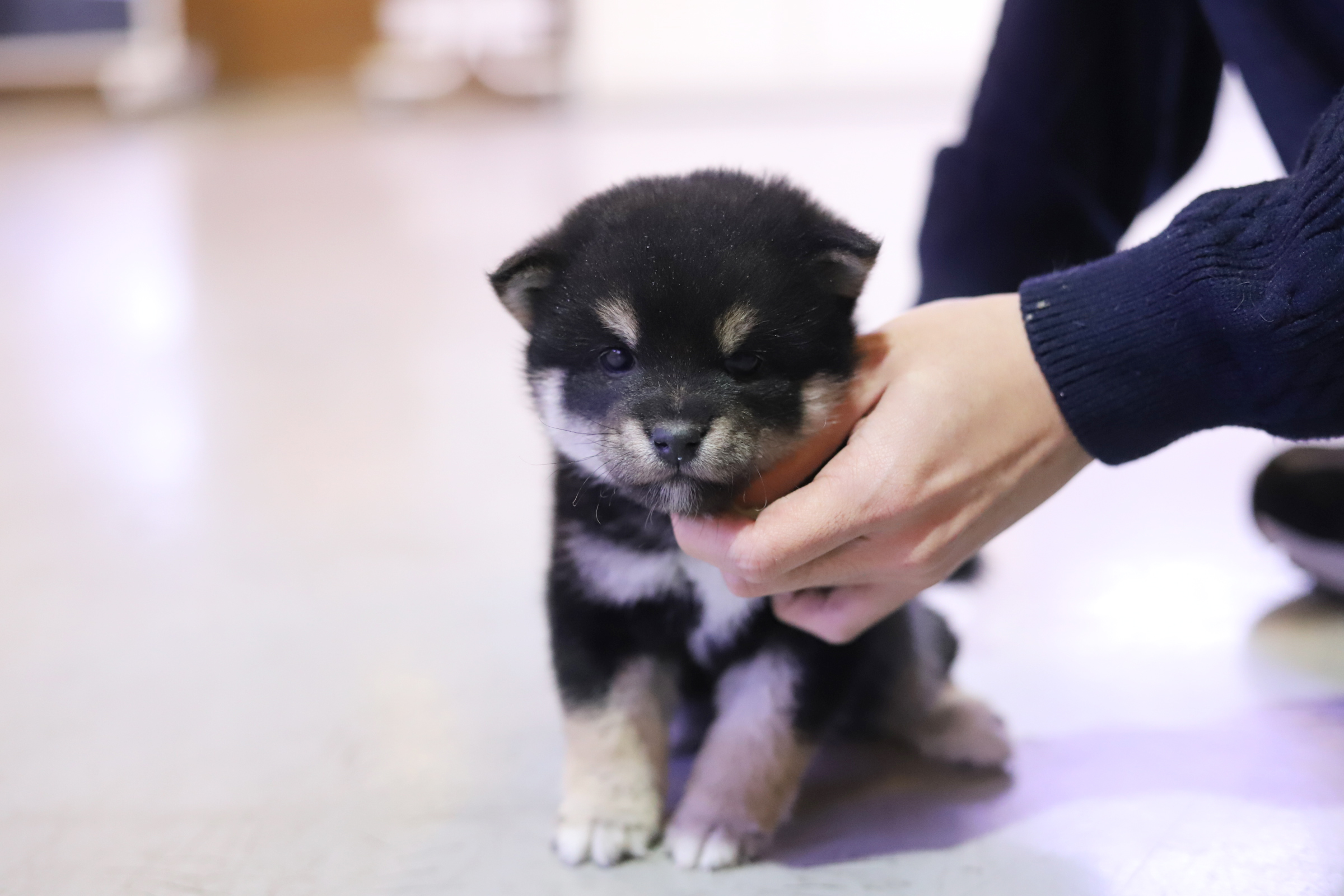 시바견(분양완료)