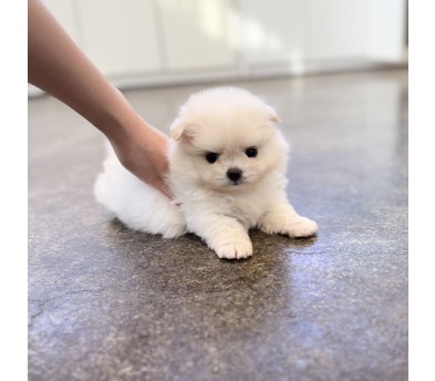 말티폼(분양완료)