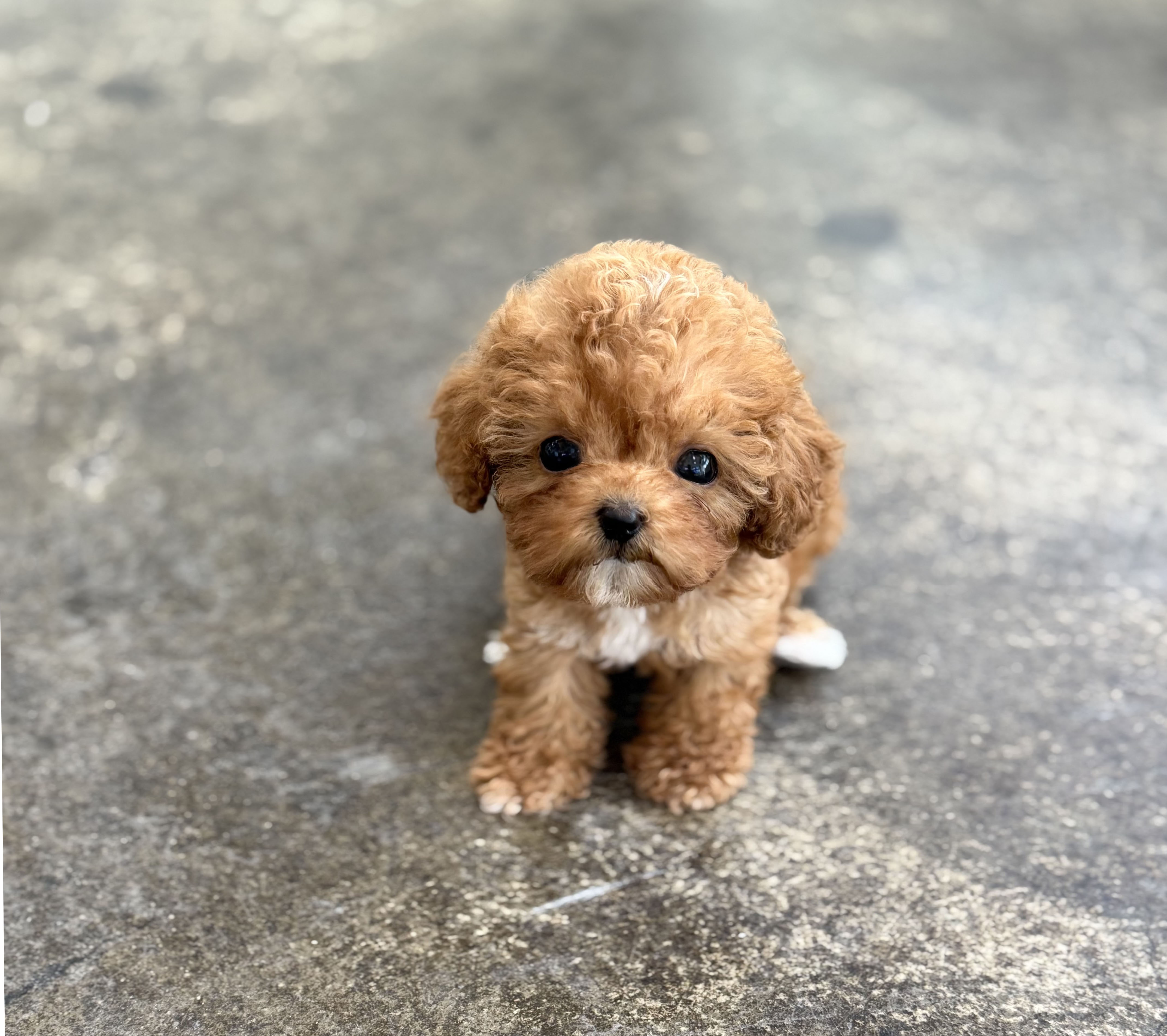 토이푸들