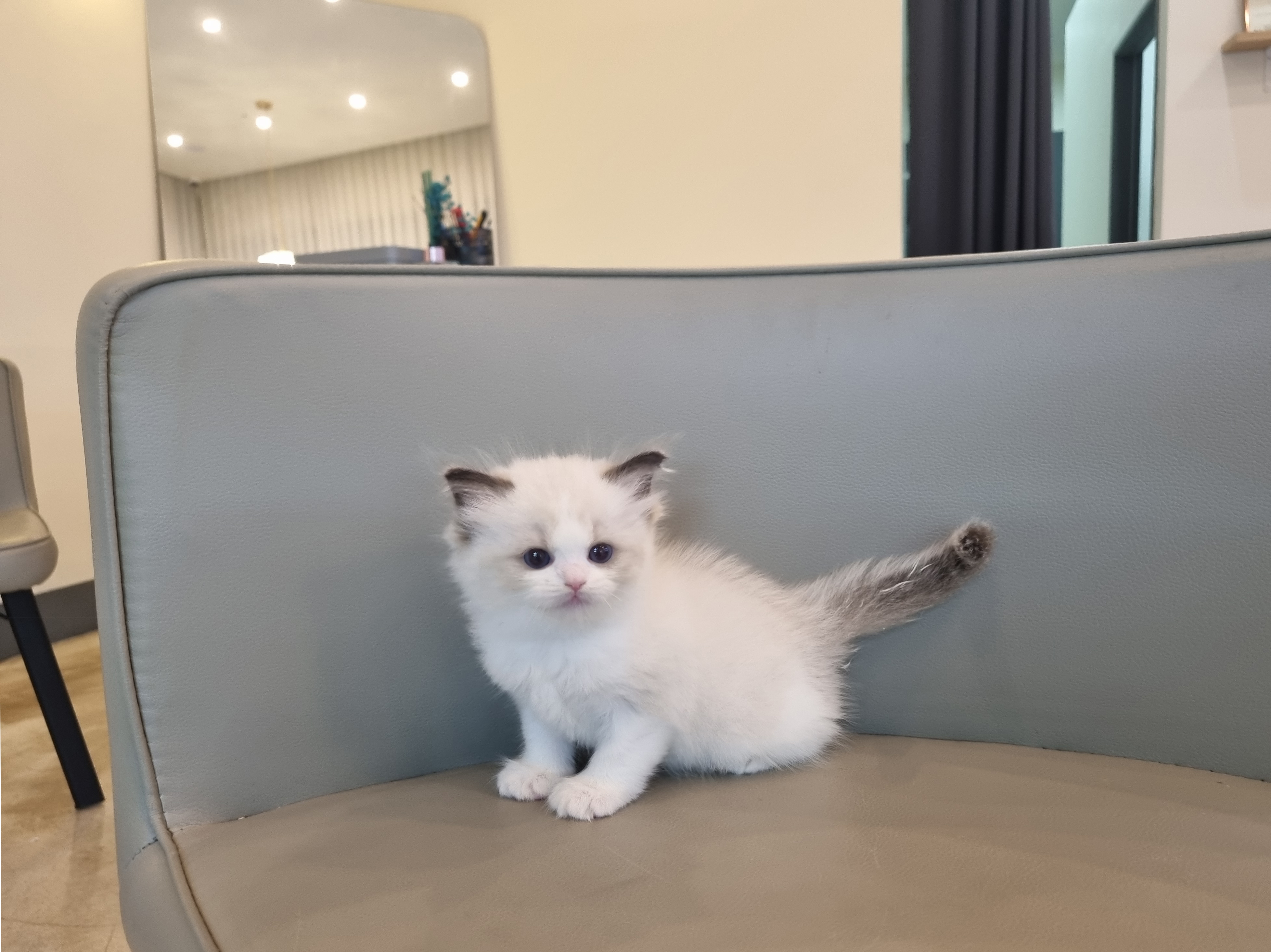 렉돌