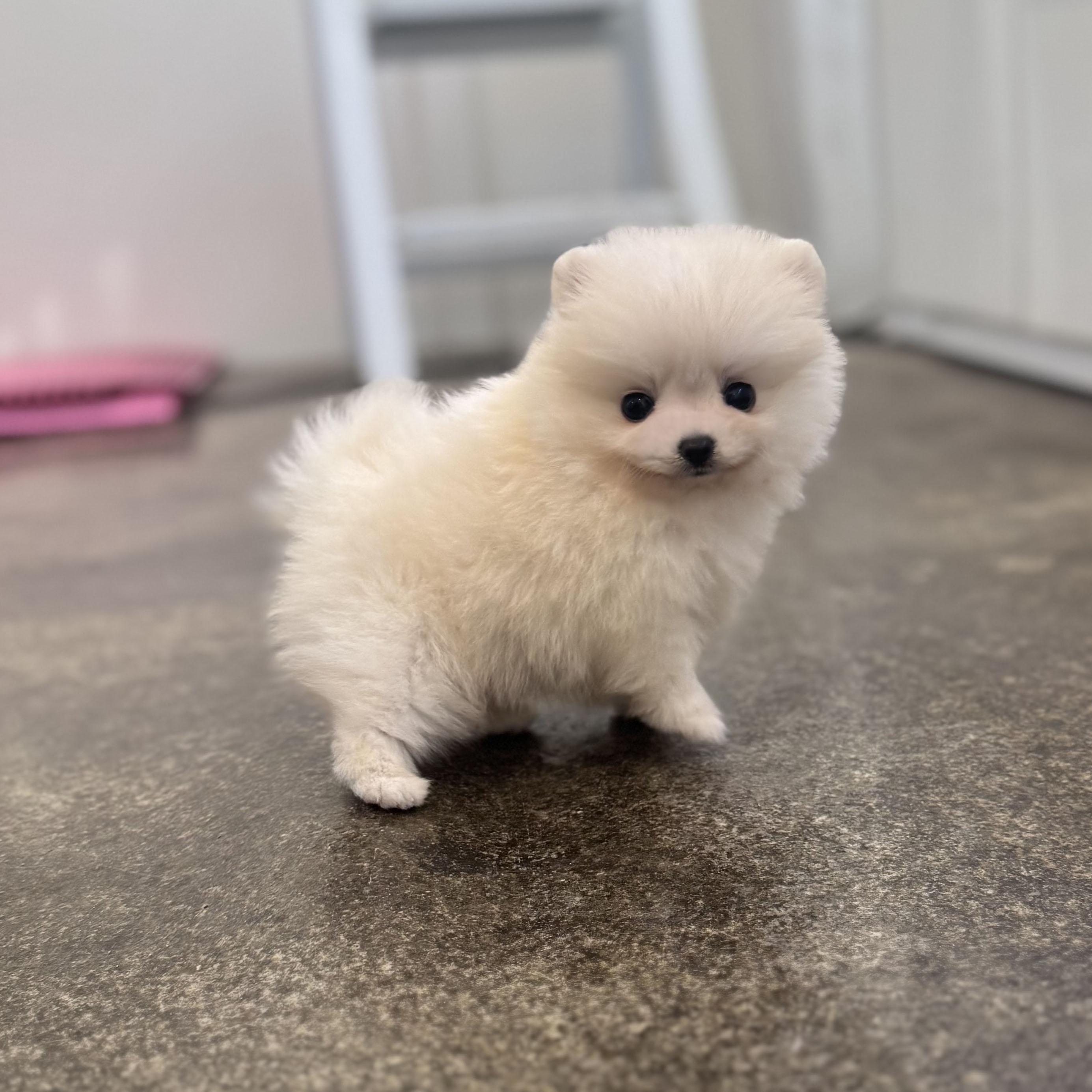 포메라니안