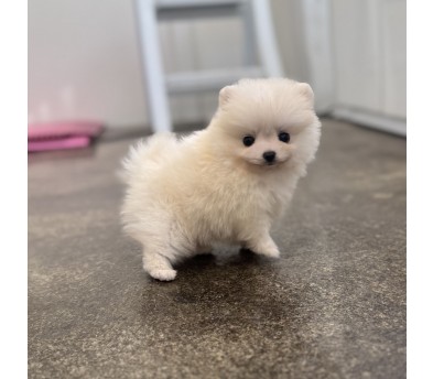 포메라니안