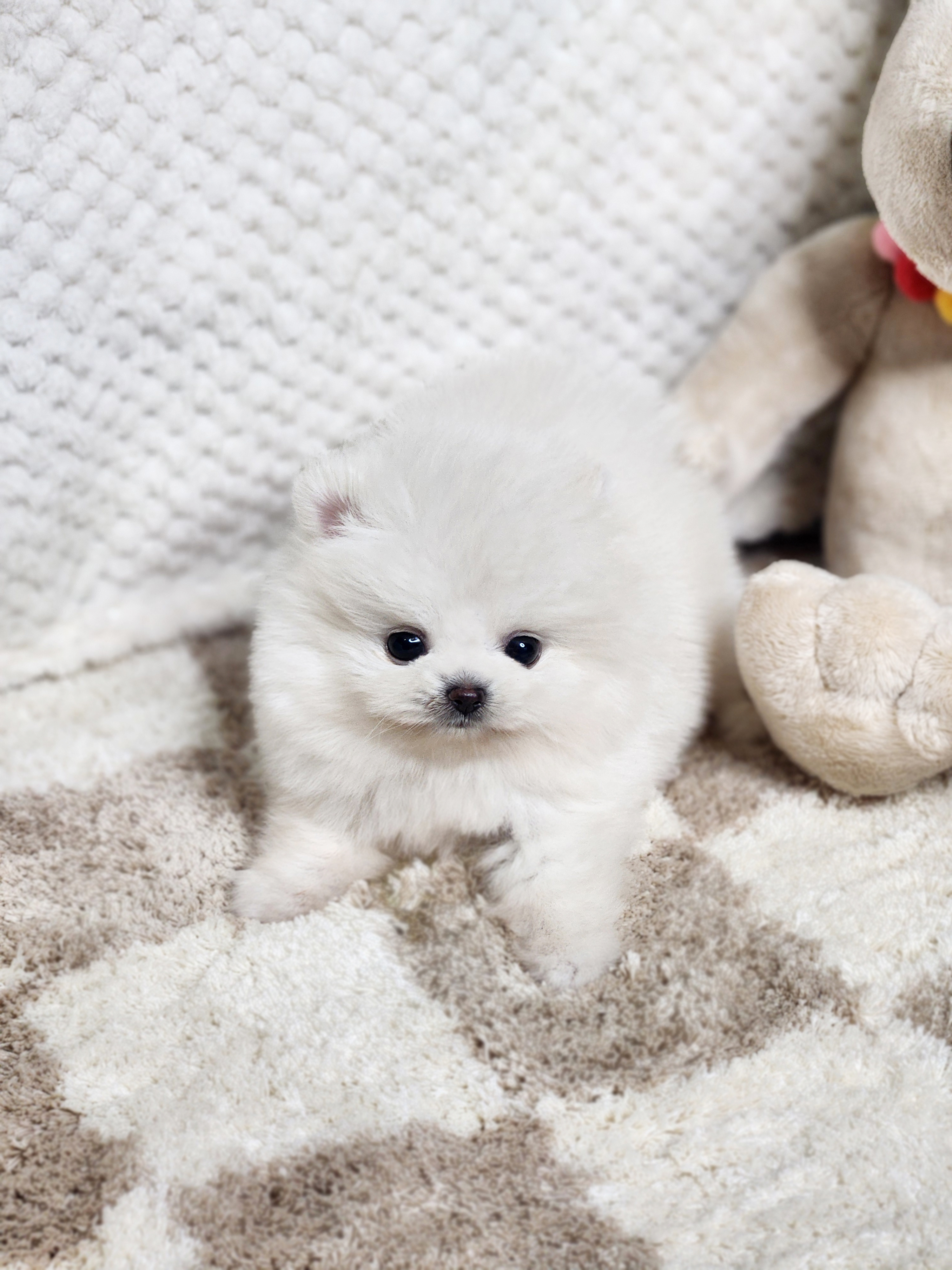 포메라니안