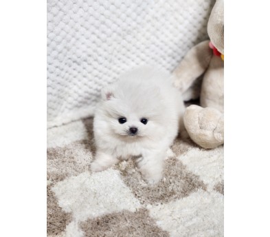 포메라니안