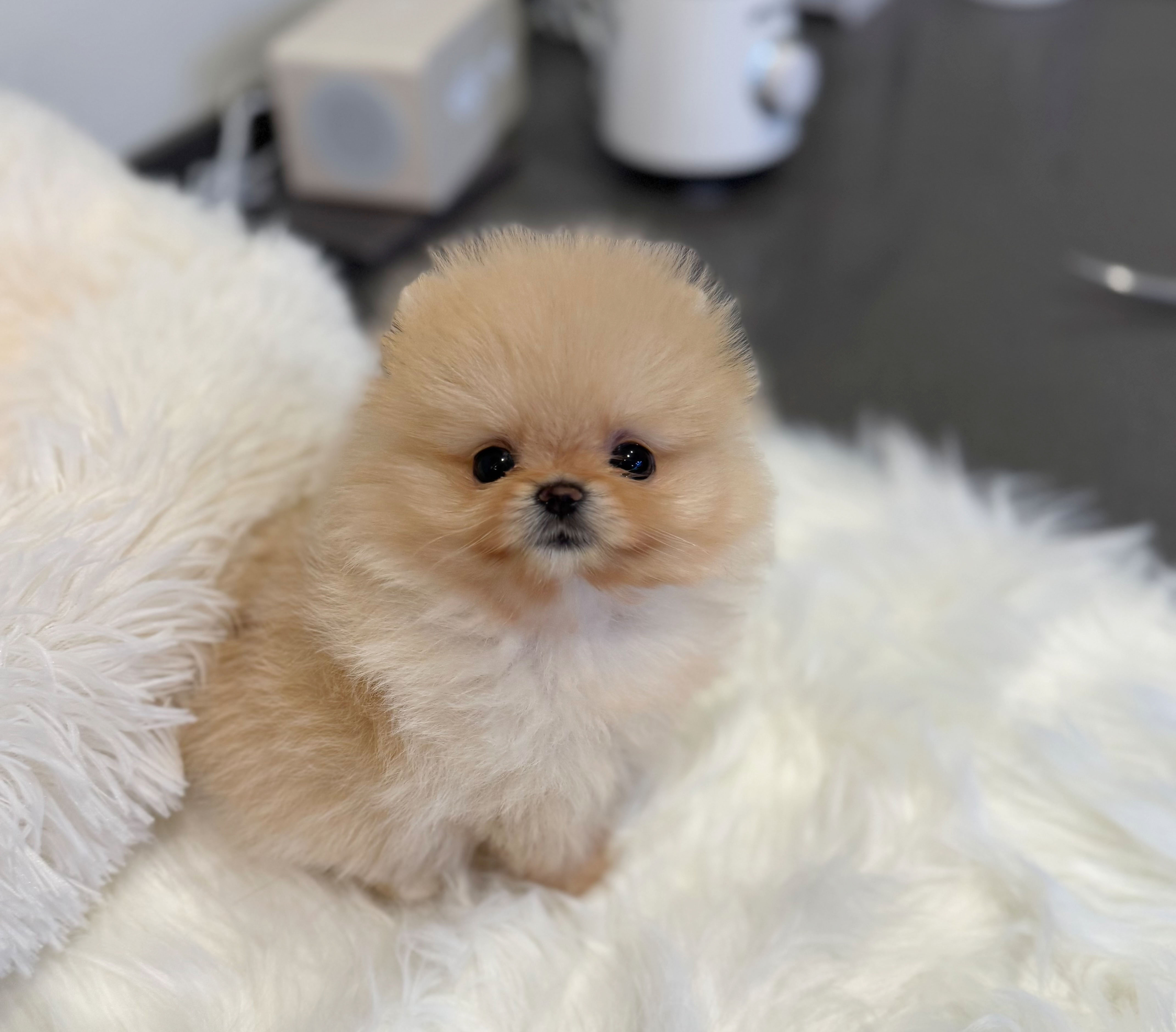포메라니안