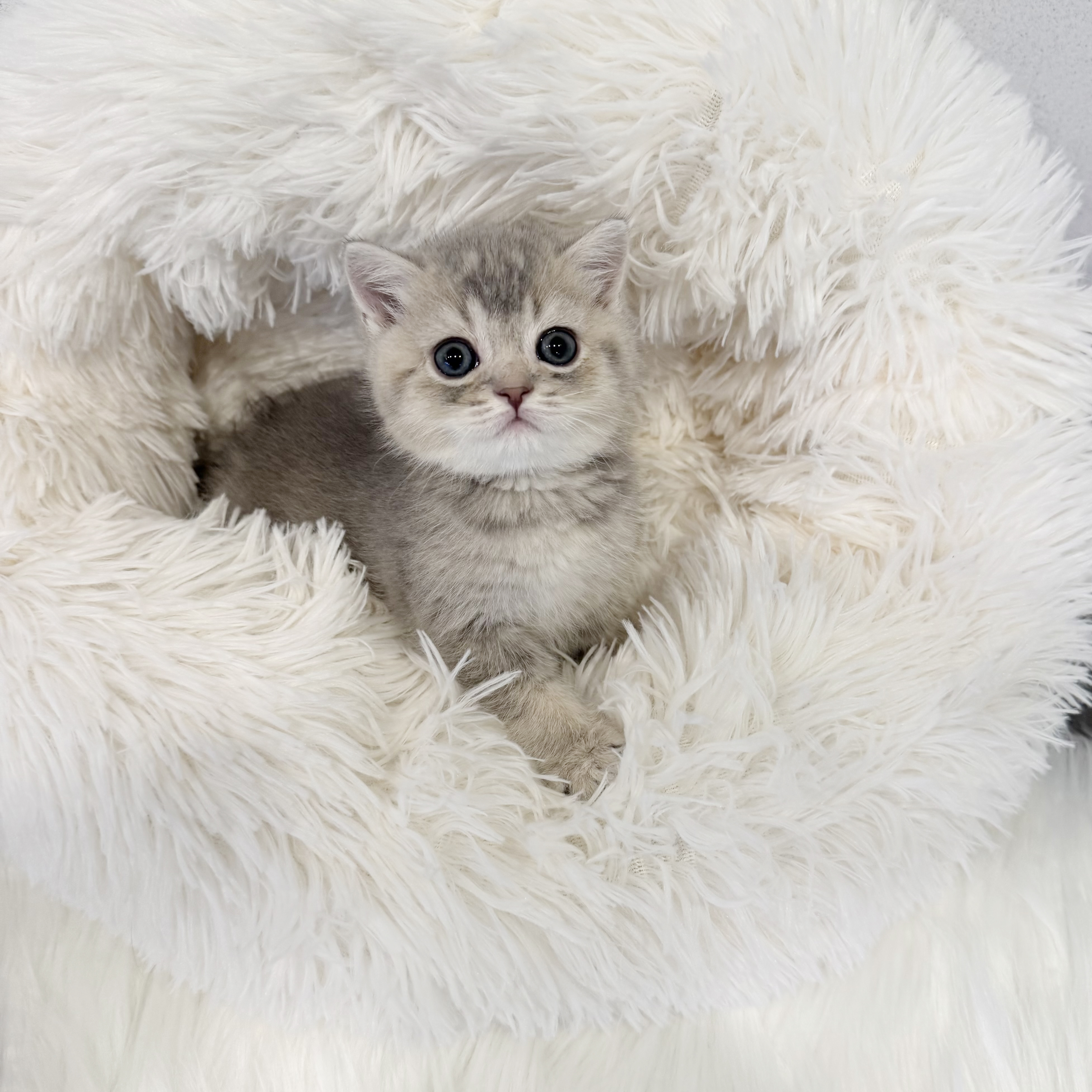 브리티쉬숏헤어