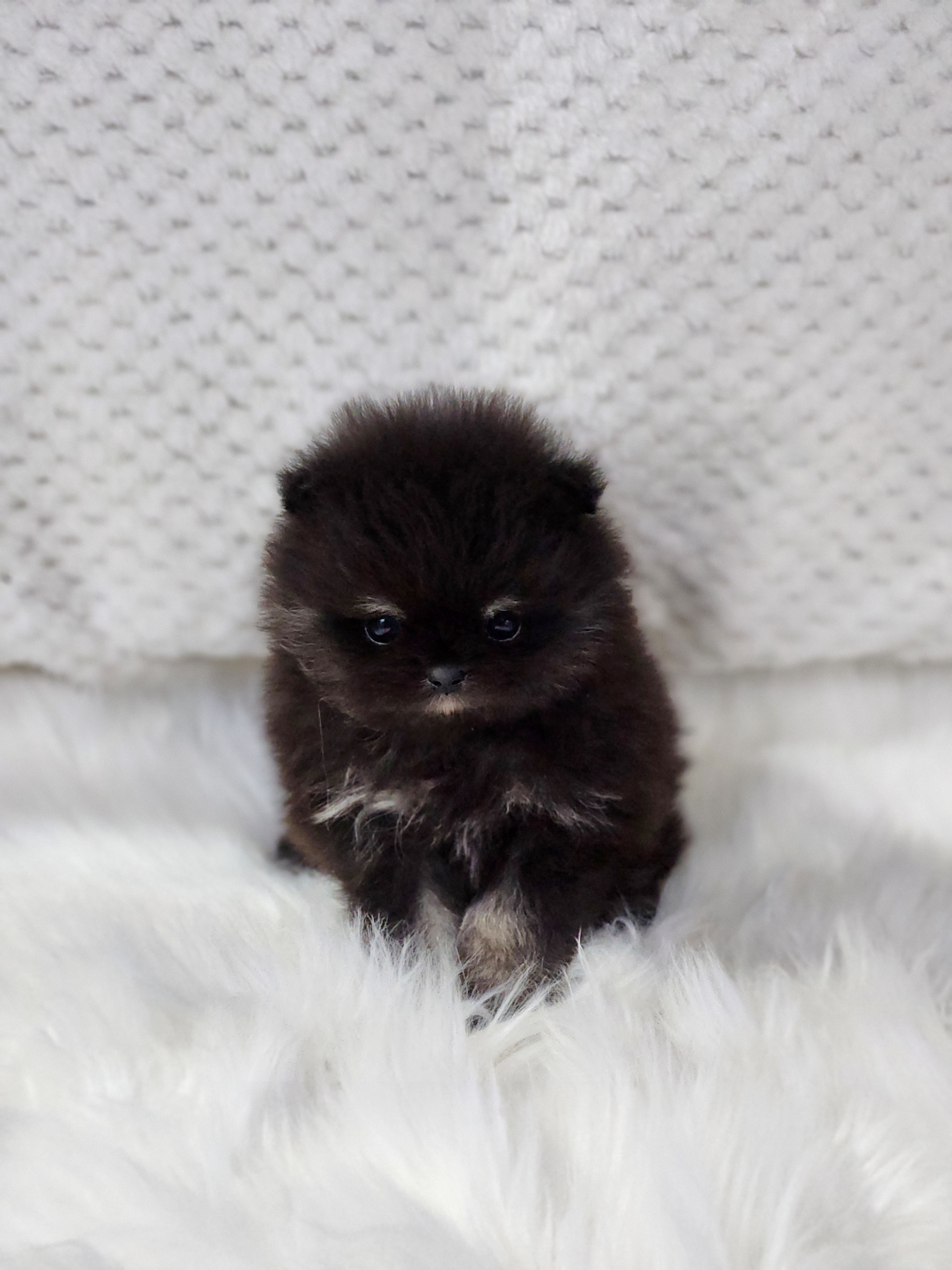 포메라니안